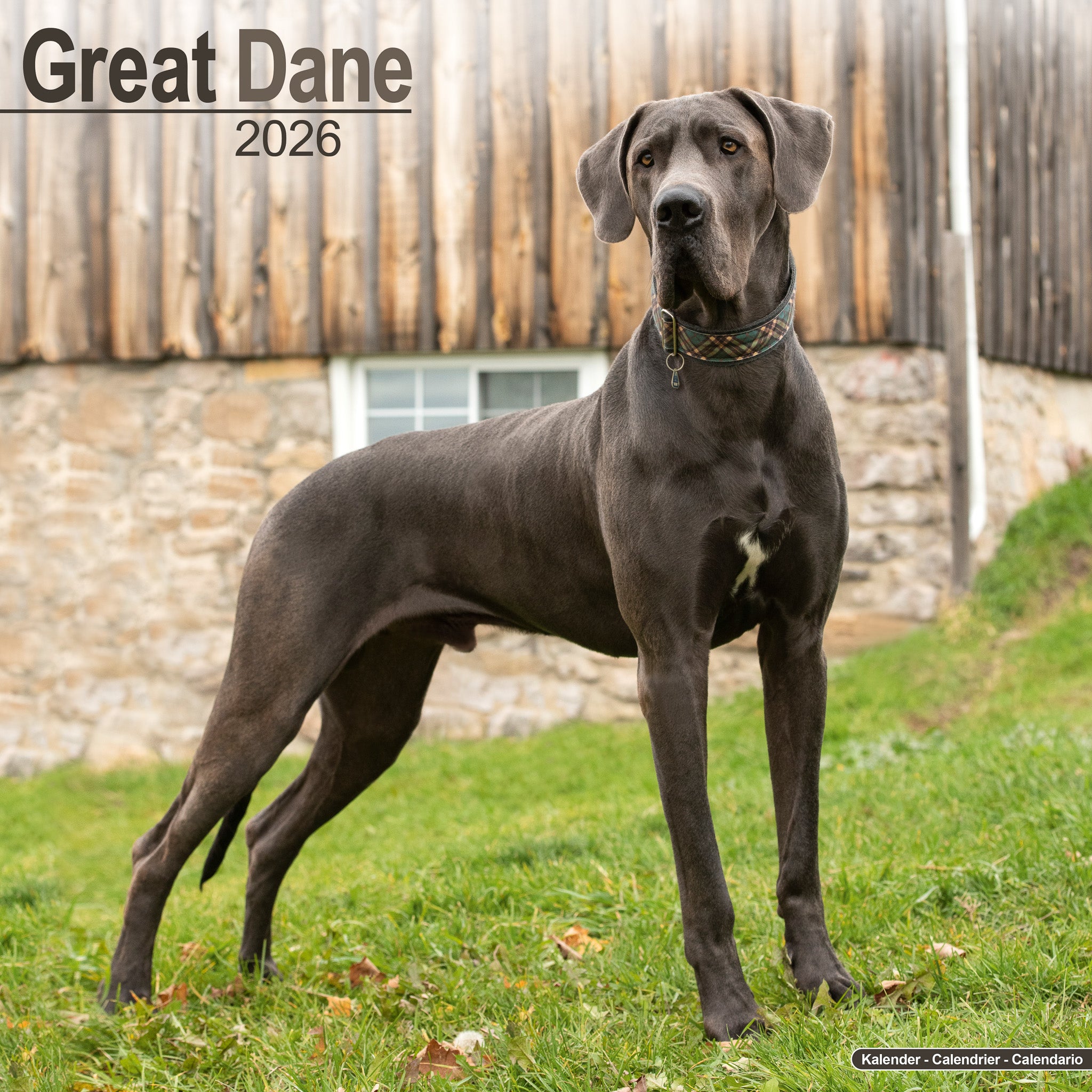 Great Dane Kalender 2026