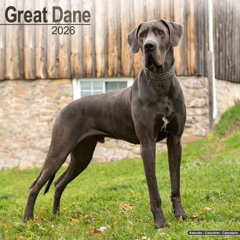 Great Dane Kalender 2026
