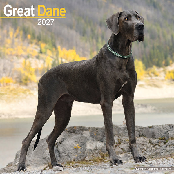 Great Dane Kalender 2027