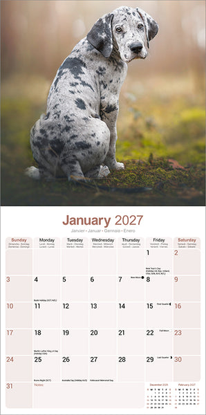 Great Dane Kalender 2027