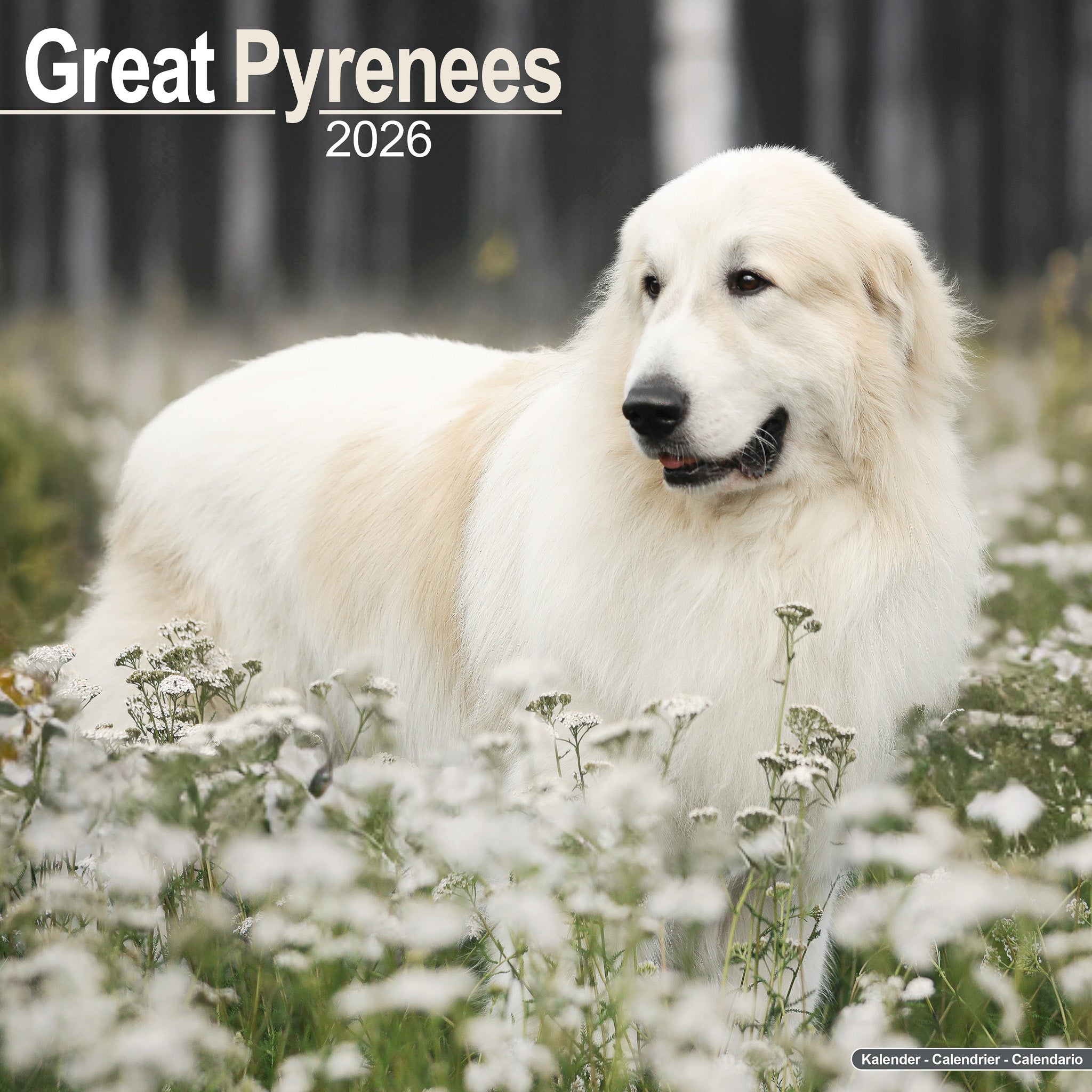 Great Pyrenees Kalender 2026