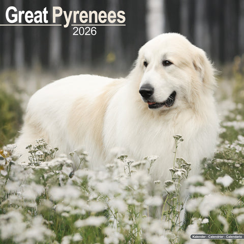 Great Pyrenees Kalender 2026