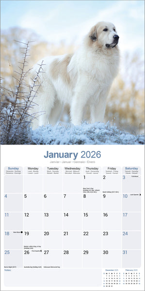 Great Pyrenees Kalender 2026
