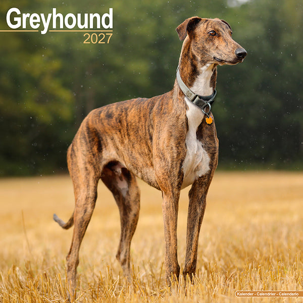 Greyhound Kalender 2027