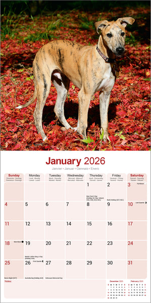 Greyhound Kalender 2026