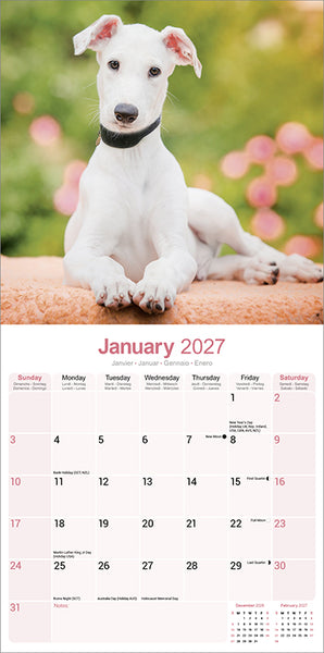 Greyhound Kalender 2027