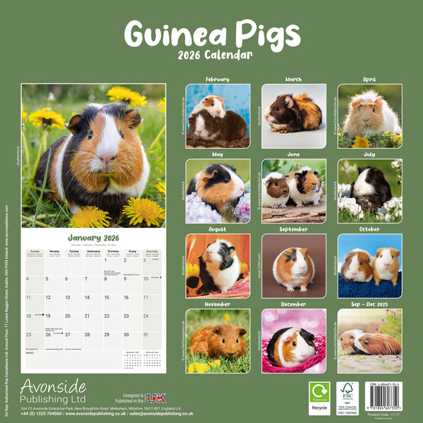 Guinea Pigs Kalender 2026