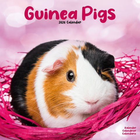 Guinea Pigs Kalender 2026