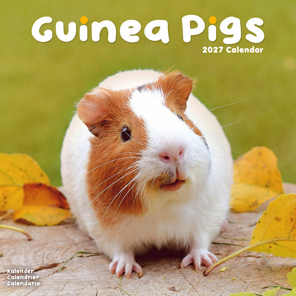 Guinea Pigs Kalender 2027