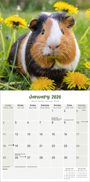 Guinea Pigs Kalender 2026