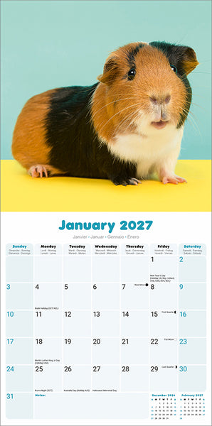 Guinea Pigs Kalender 2027