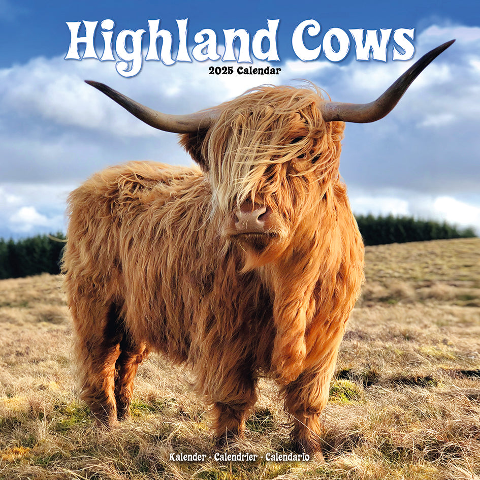 Highland Cows Kalender 2025 De Kalenderman