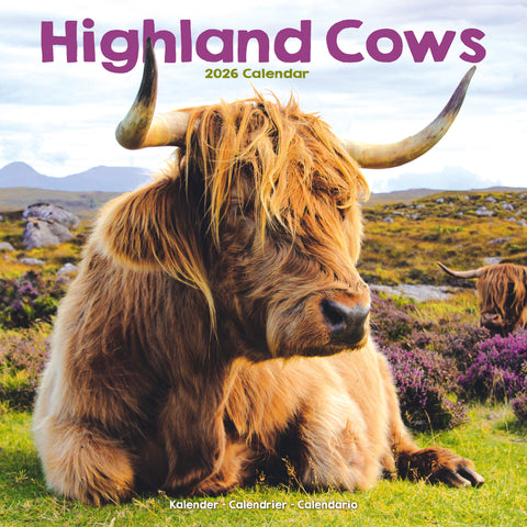 Highland Cows Kalender 2026