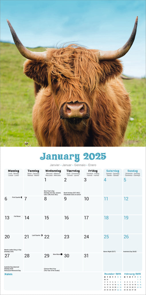 Highland Cows Kalender 2025 De Kalenderman