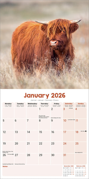 Highland Cows Kalender 2026
