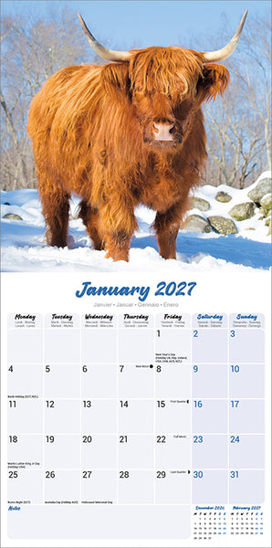 Highland Cows Kalender 2027