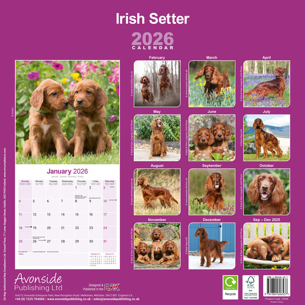 Irish Setter Kalender 2026
