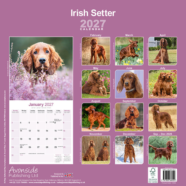 Irish Setter Kalender 2027