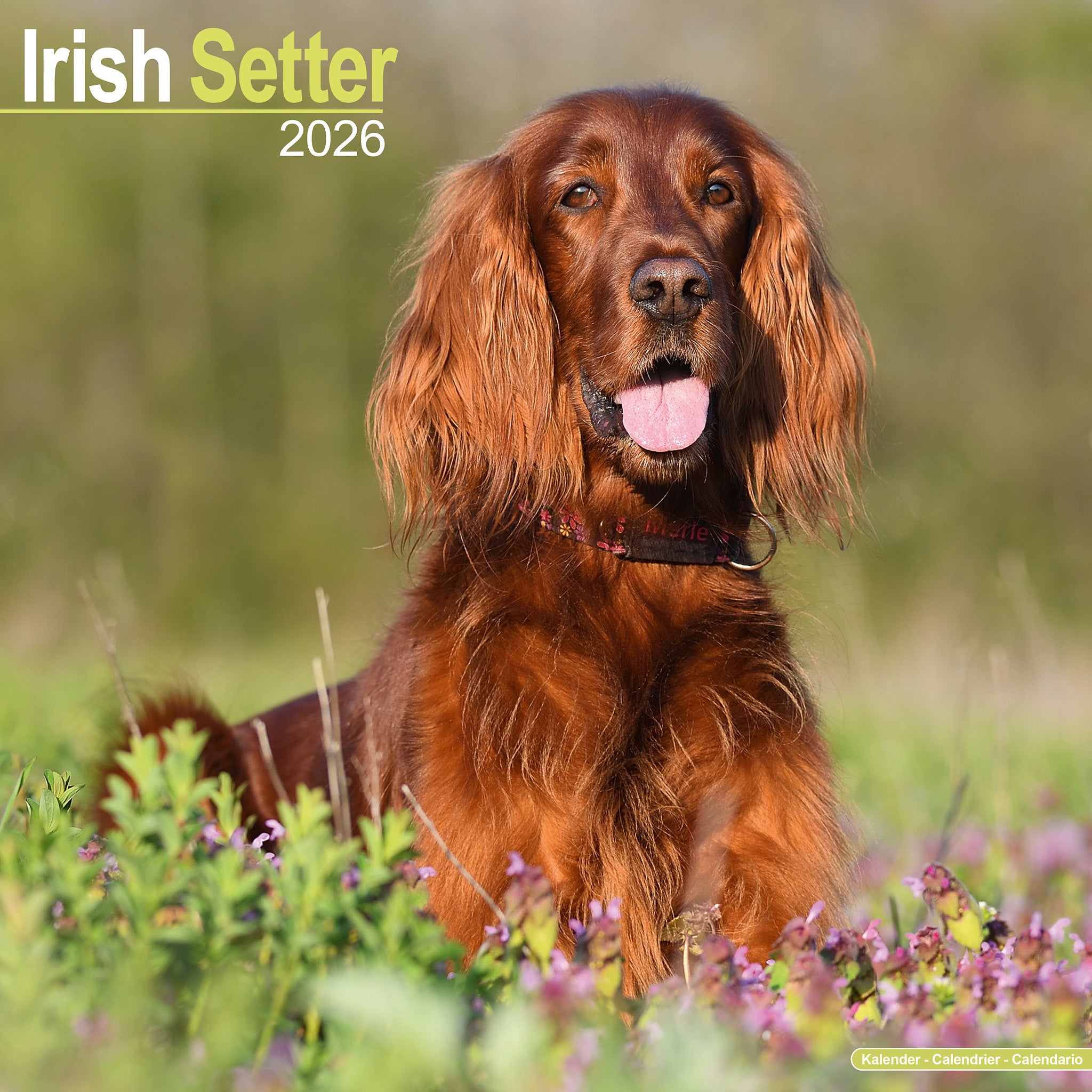 Irish Setter Kalender 2026