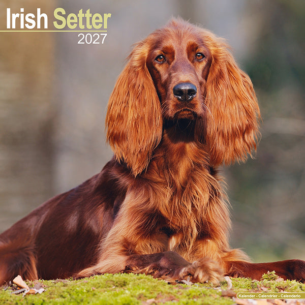 Irish Setter Kalender 2027