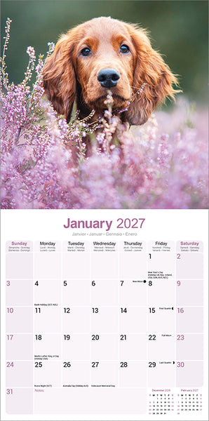 Irish Setter Kalender 2027