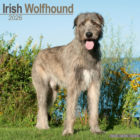 Irish Wolfhound Kalender 2026