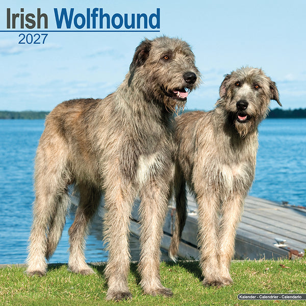 Irish Wolfhound Kalender 2027