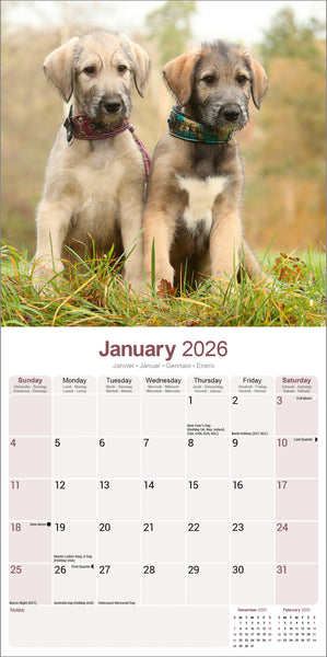 Irish Wolfhound Kalender 2026