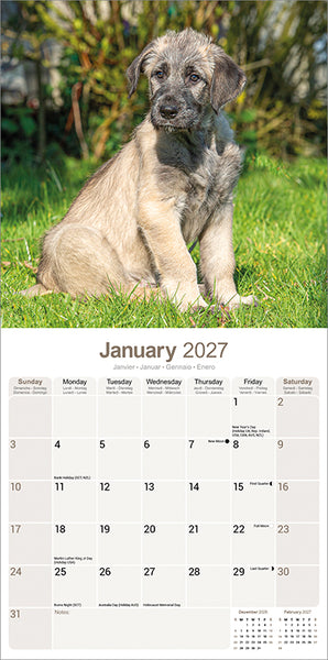 Irish Wolfhound Kalender 2027