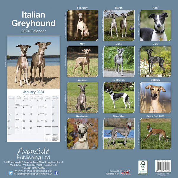 Italian Greyhound Kalender 2024