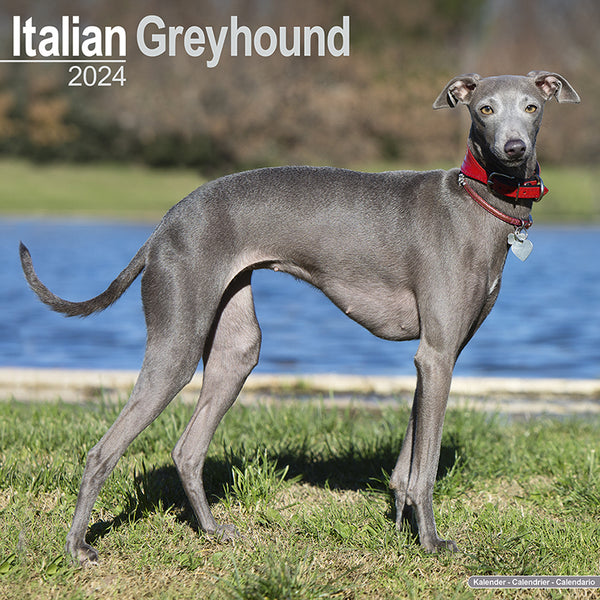 Italian Greyhound Kalender 2024