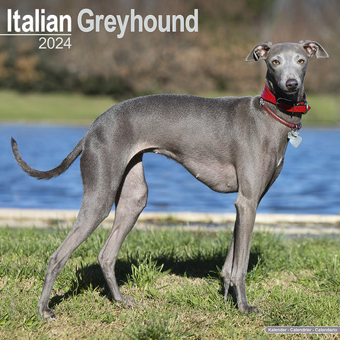 Italian Greyhound Kalender 2024
