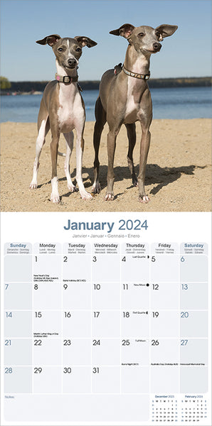 Italian Greyhound Kalender 2024