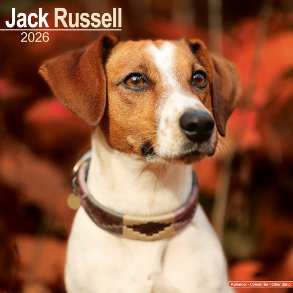 Jack Russel Kalender 2026