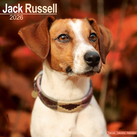 Jack Russel Kalender 2026