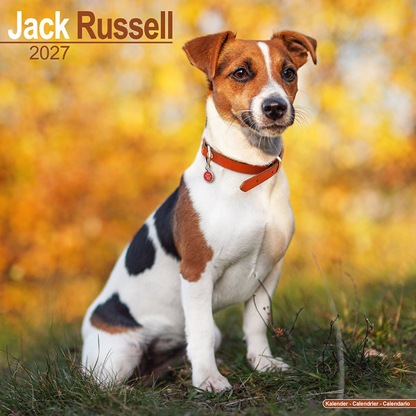 Jack Russel Kalender 2027