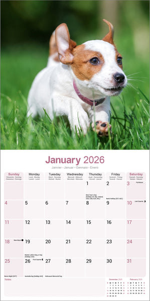 Jack Russel Kalender 2026