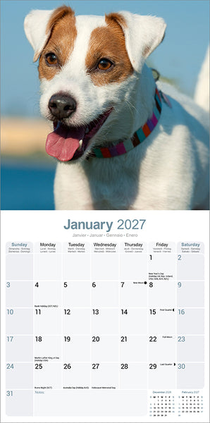 Jack Russel Kalender 2027