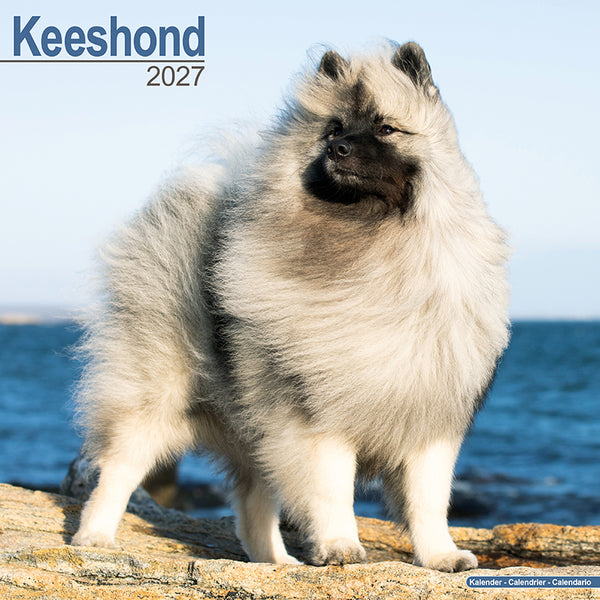 Keeshond Kalender 2027