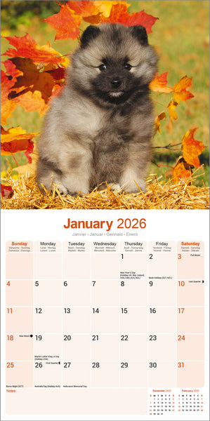 Keeshond Kalender 2026
