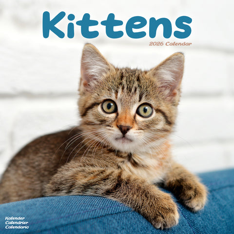 Kittens Kalender 2026