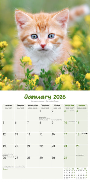 Kittens Kalender 2026