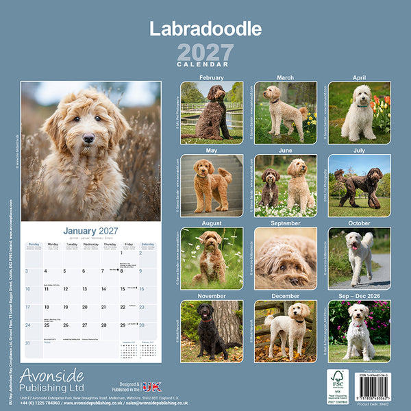 Labradoodle Kalender 2027