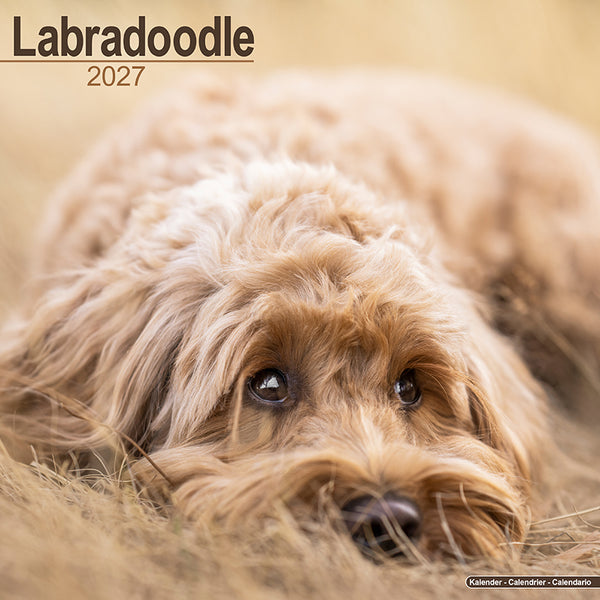Labradoodle Kalender 2027