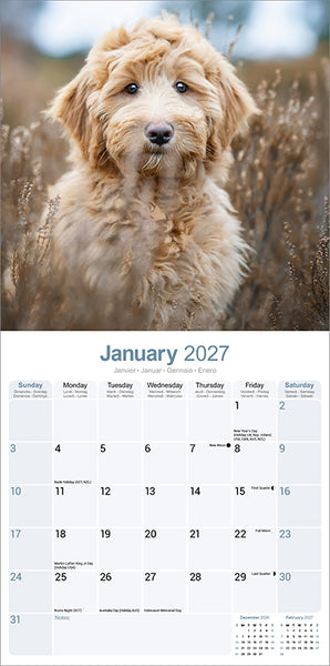 Labradoodle Kalender 2027