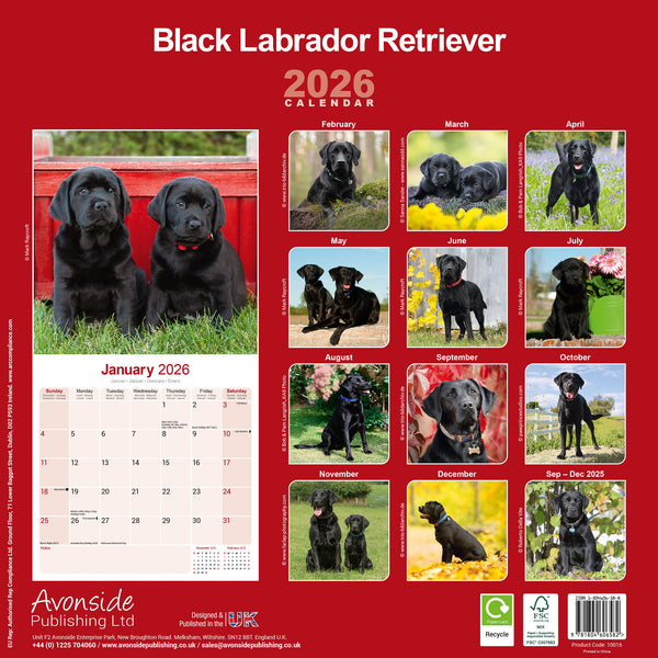Labrador Retriever Black Kalender 2026