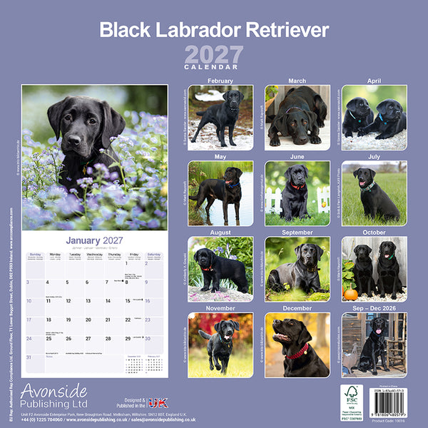 Labrador Retriever Black Kalender 2027