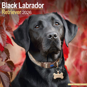 Labrador Retriever Black Kalender 2026