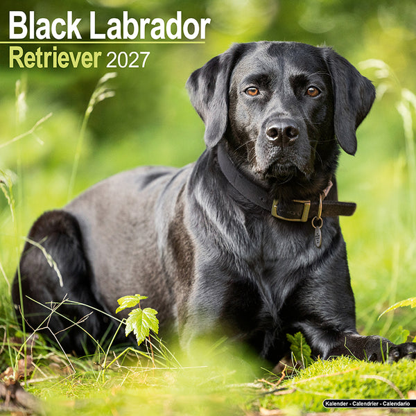Labrador Retriever Black Kalender 2027