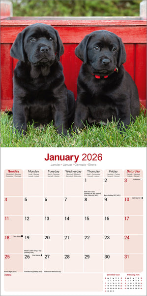 Labrador Retriever Black Kalender 2026